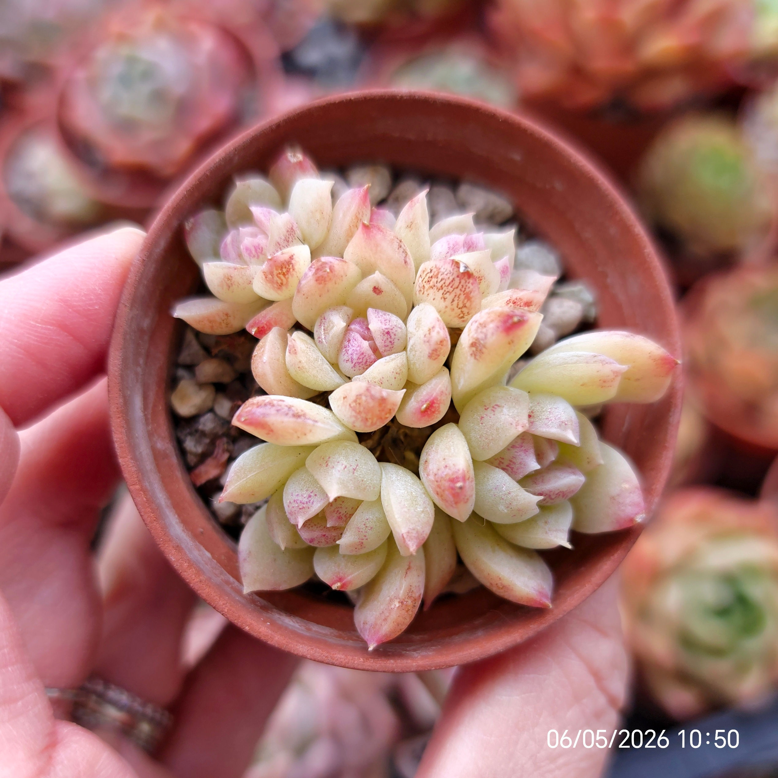 Echeveria ‘Black Chandelier’ 🇰🇷 VERY RARE