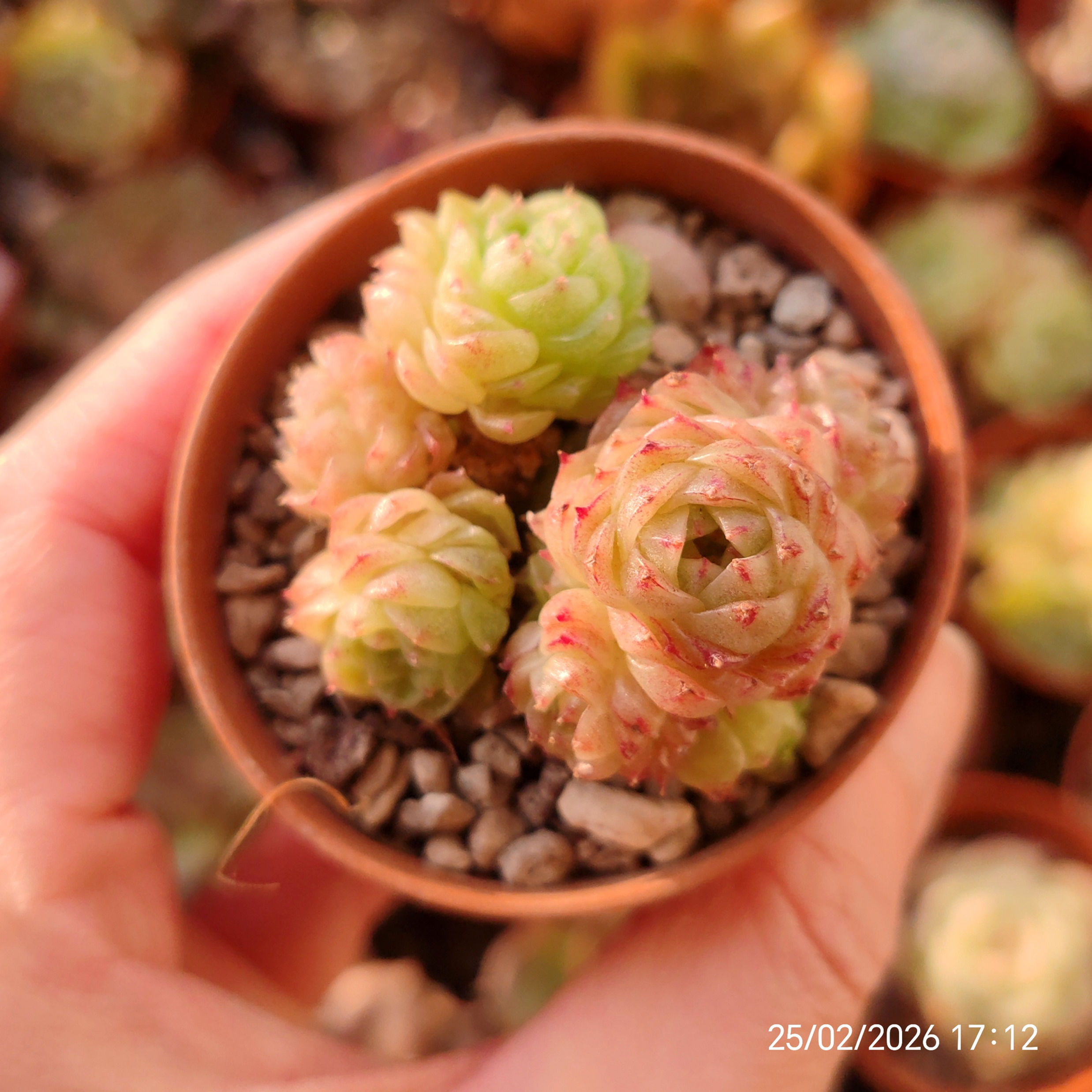 Echeveria 'Malgan' var. 'Star' 🇨🇳 VERY RARE ♡ NEW