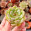 Miniatura: Echeveria ‘Captain Rose’ 🇰🇷 VERY RARE ♡ NEW