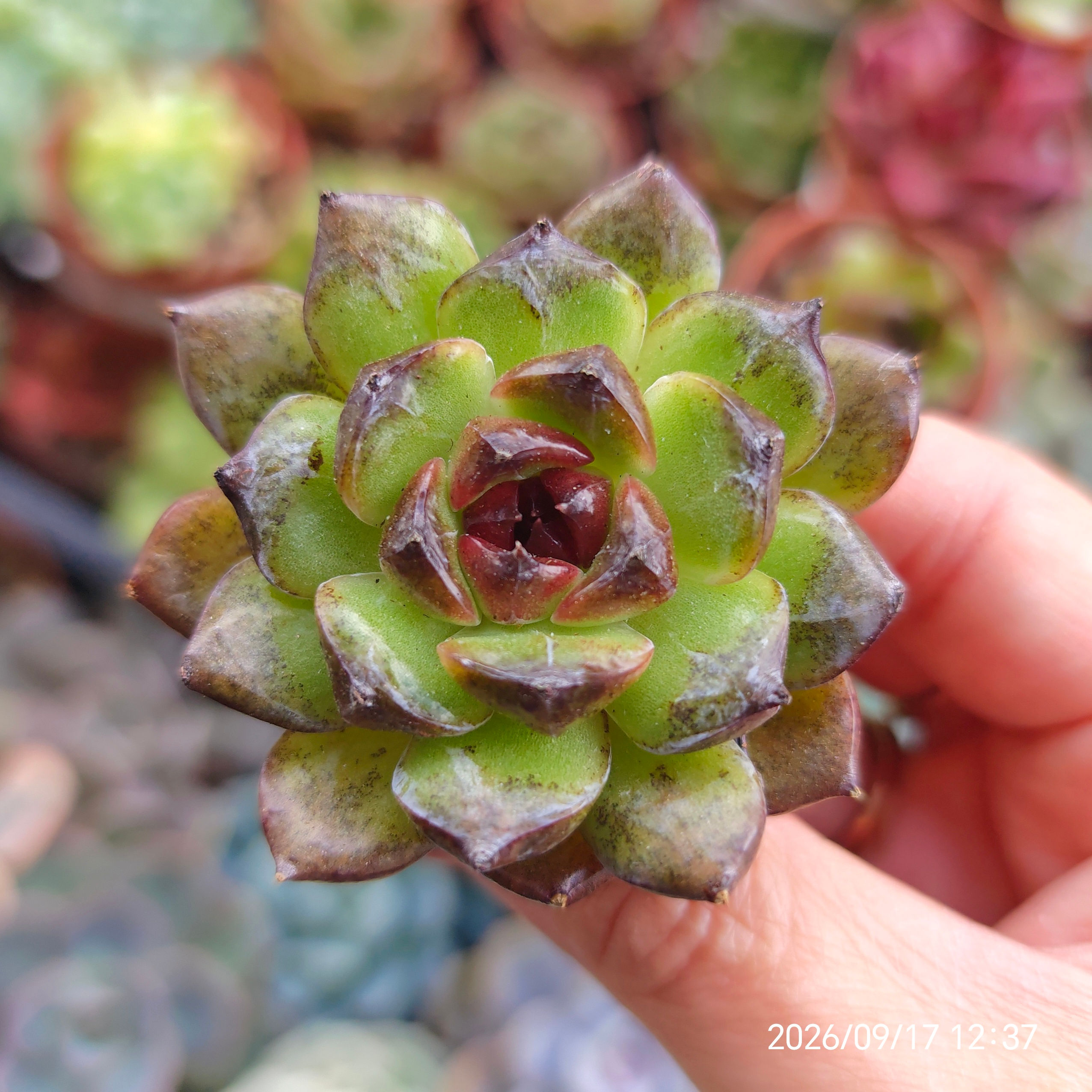 Echeveria ‘Cat’s Eye’ 🇰🇷 VERY RARE NEW