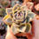 Miniatura: Echeveria ‘Lilycolo’ 🇰🇷 VERY RARE  ♡ NEW