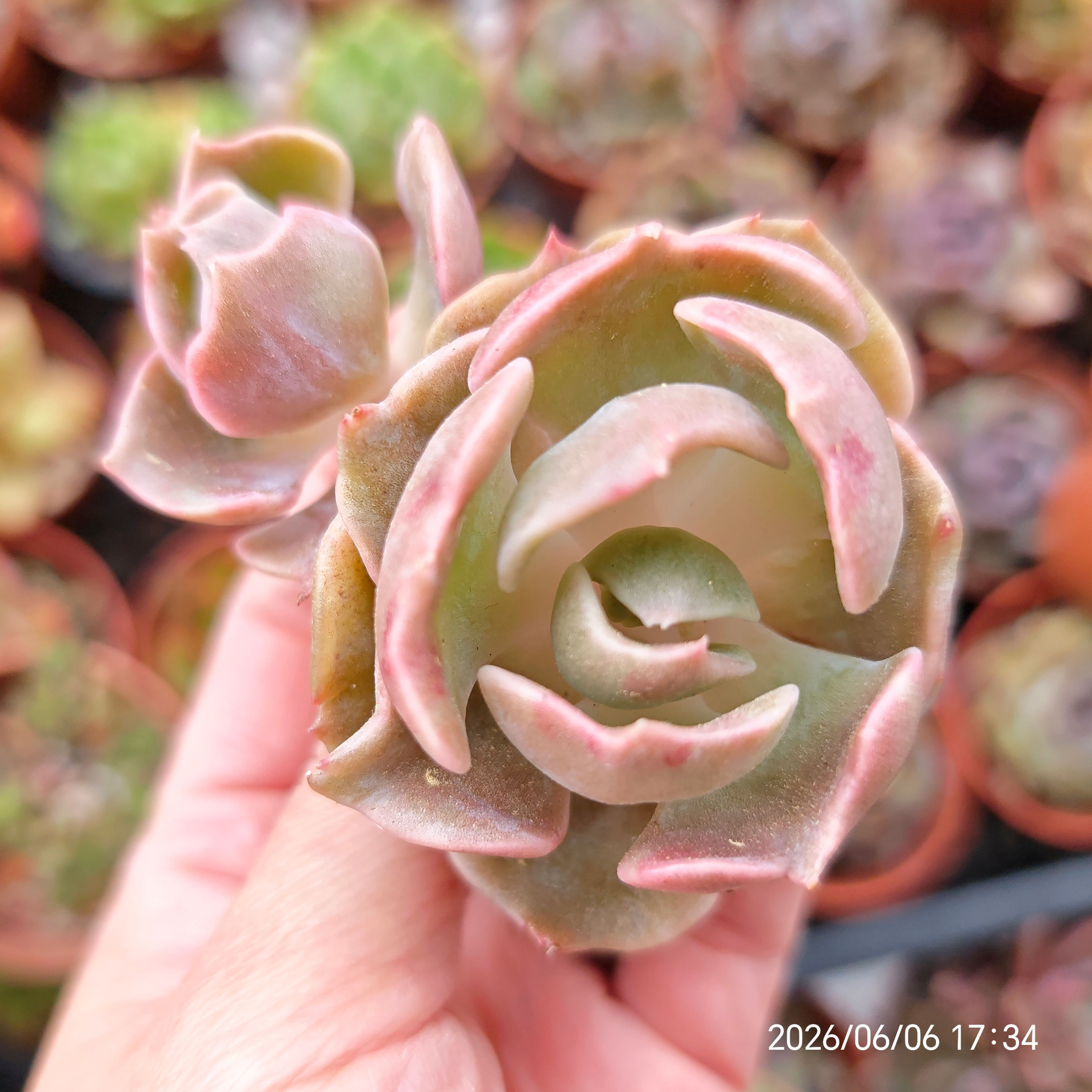 Echeveria ‘Jung San’ 🇰🇷 VERY RARE