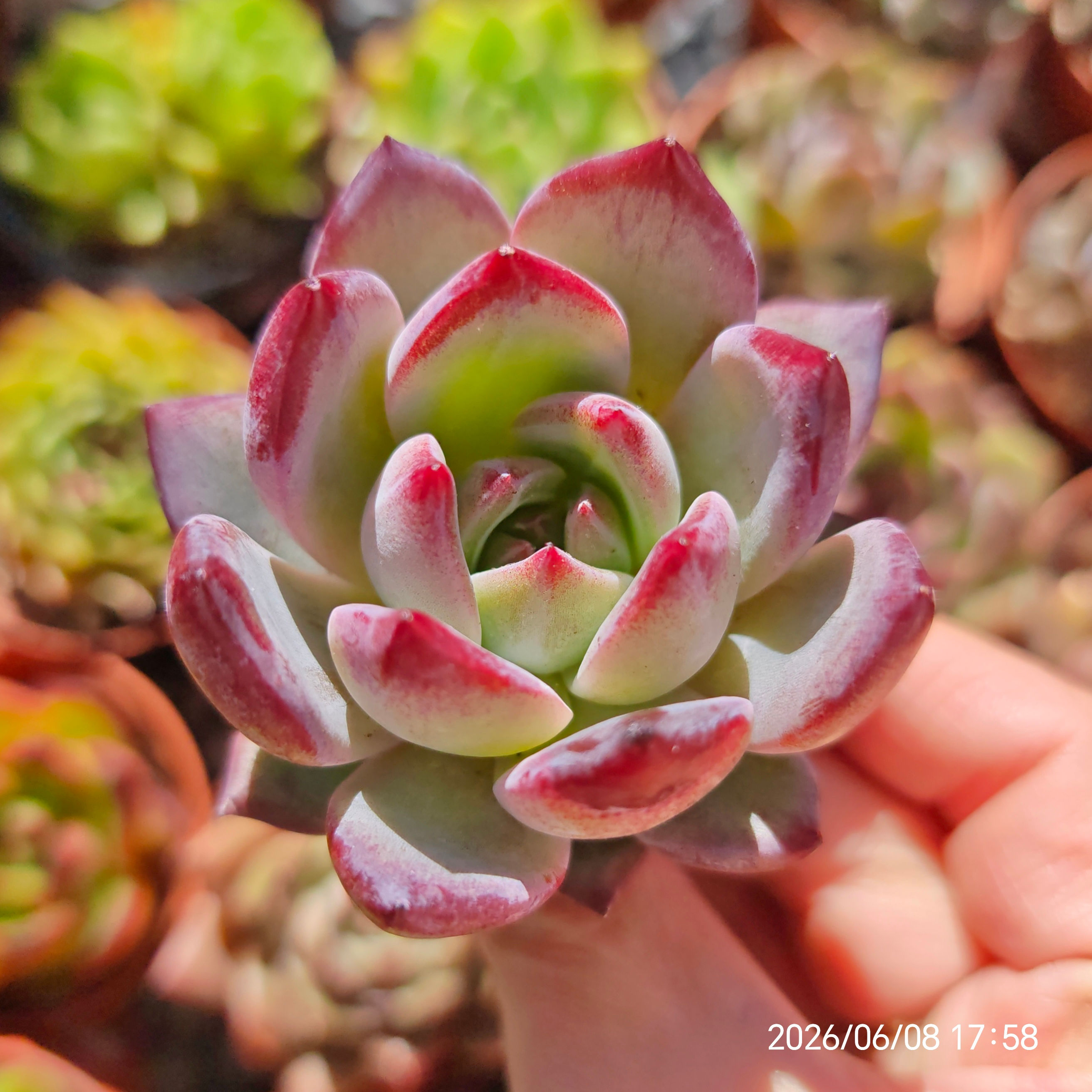 Echeveria 'Dare Devil' 🇰🇷 RARE