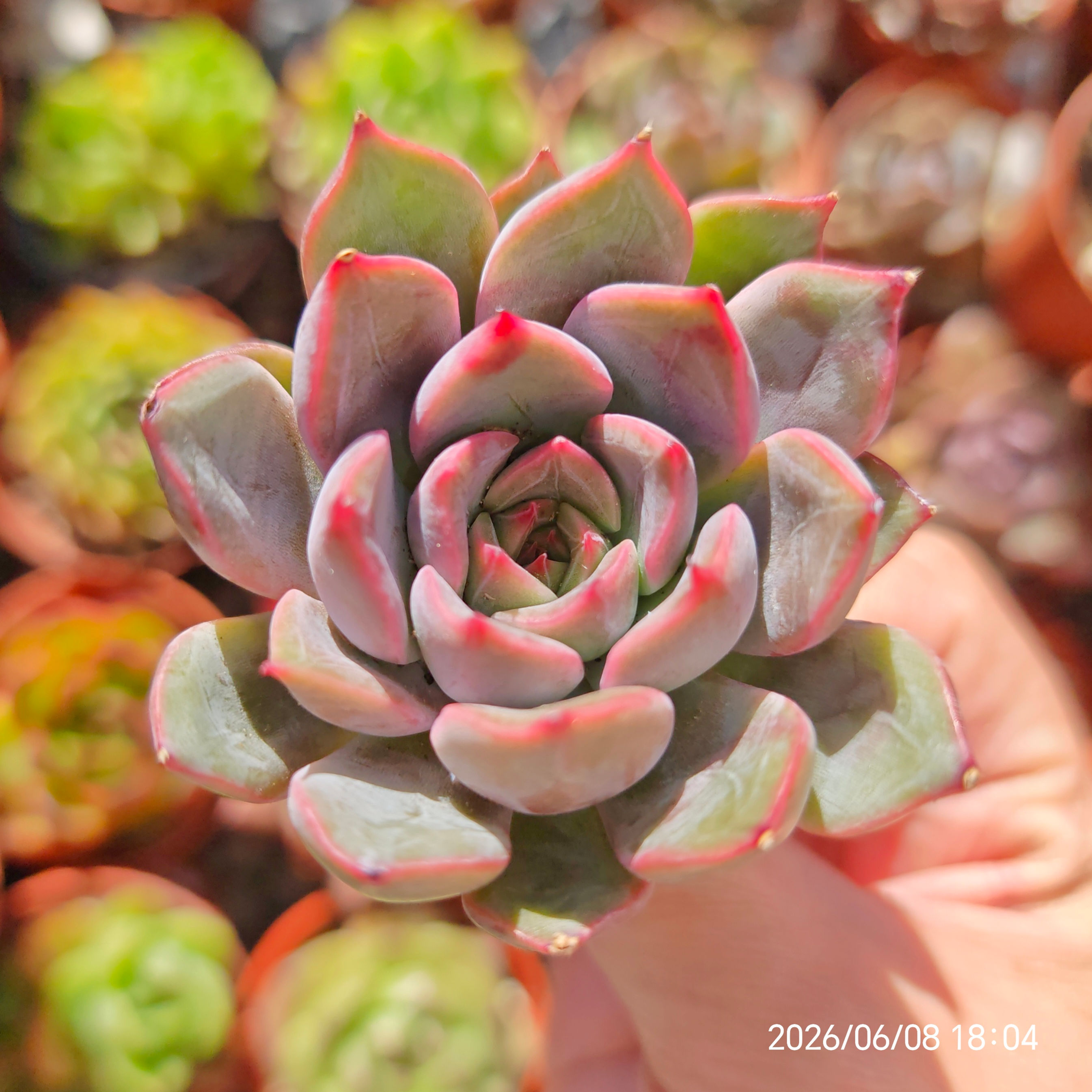 Echeveria 'Dark Ice' 🇰🇷 RARE