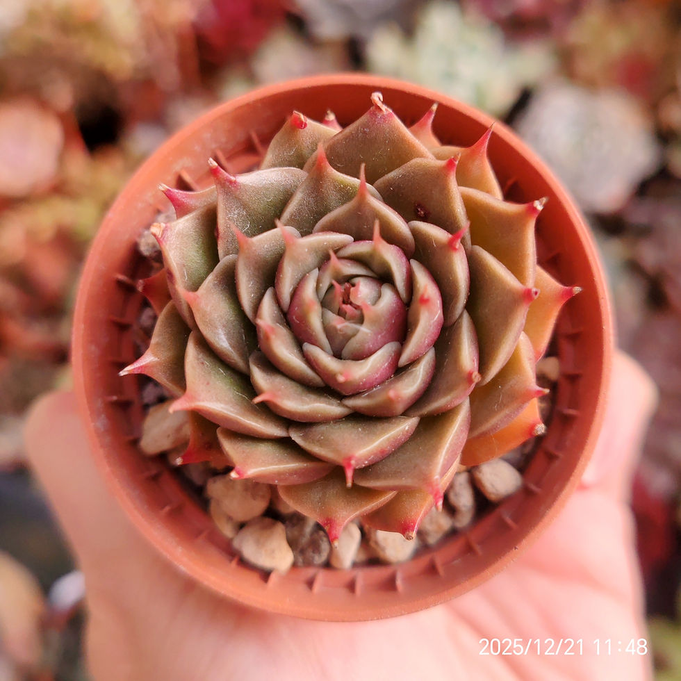Miniaturbild: Graptoveria ‘Thorn Star’ / ‘Ibaraki Star’ (Gv ‘Silver Star’ x  E.hyalina) 🇰🇷