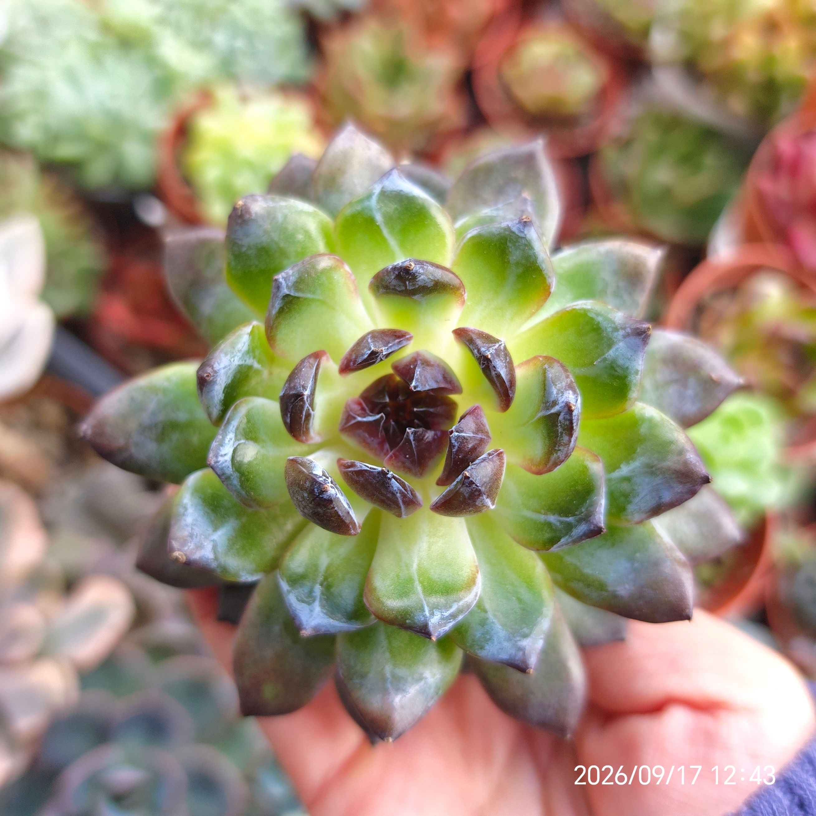 Echeveria ‘Gemstone’ (Mature) 🇰🇷 VERY RARE