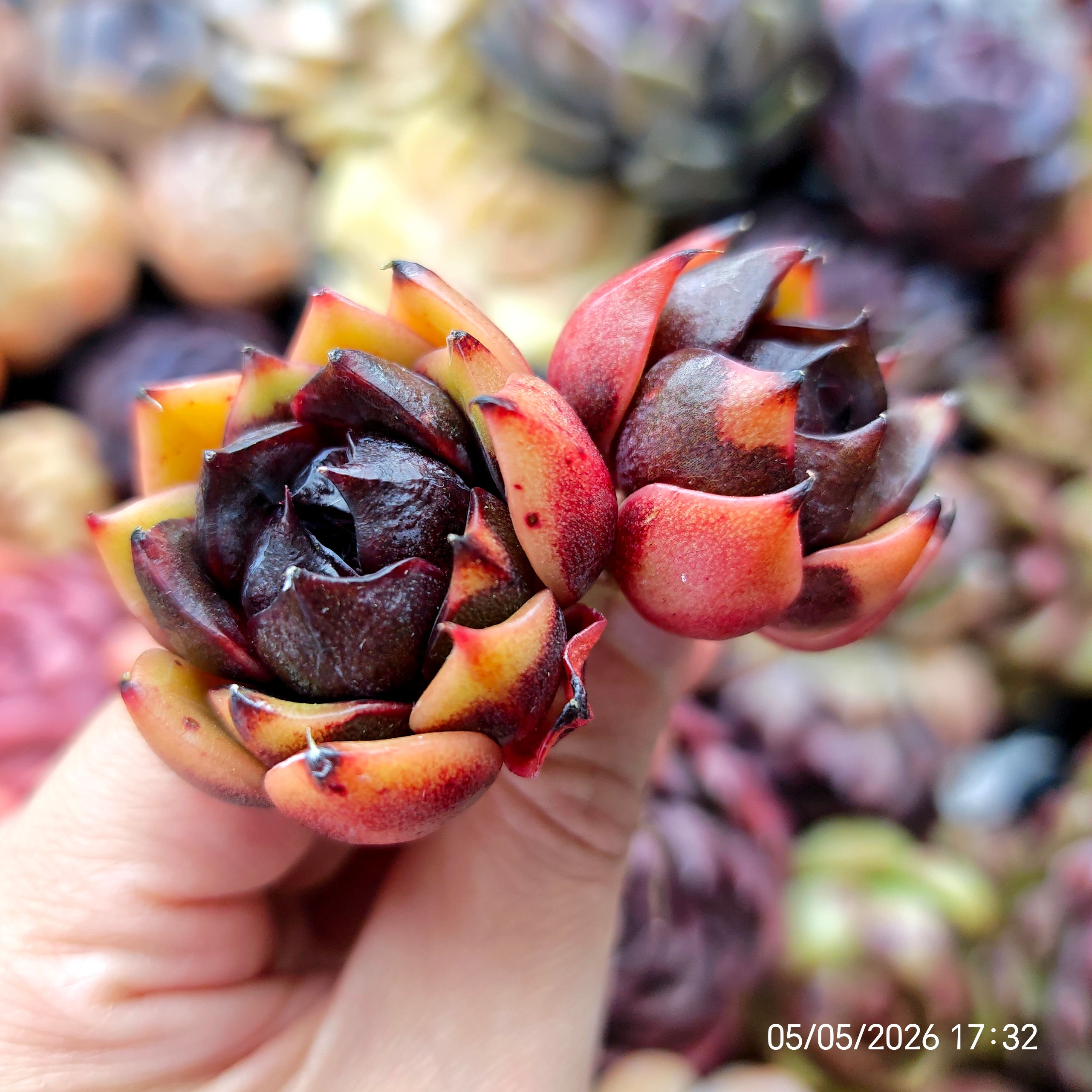 Echeveria ‘Eclipse’ 🇰🇷 VERY RARE