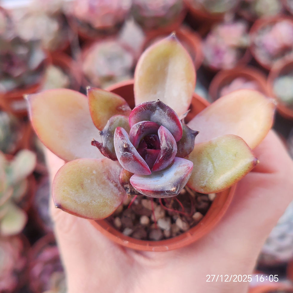 Miniature : Echeveria ‘Cherry Frappé’  🇰🇷 VERY RARE  ♡ NEW