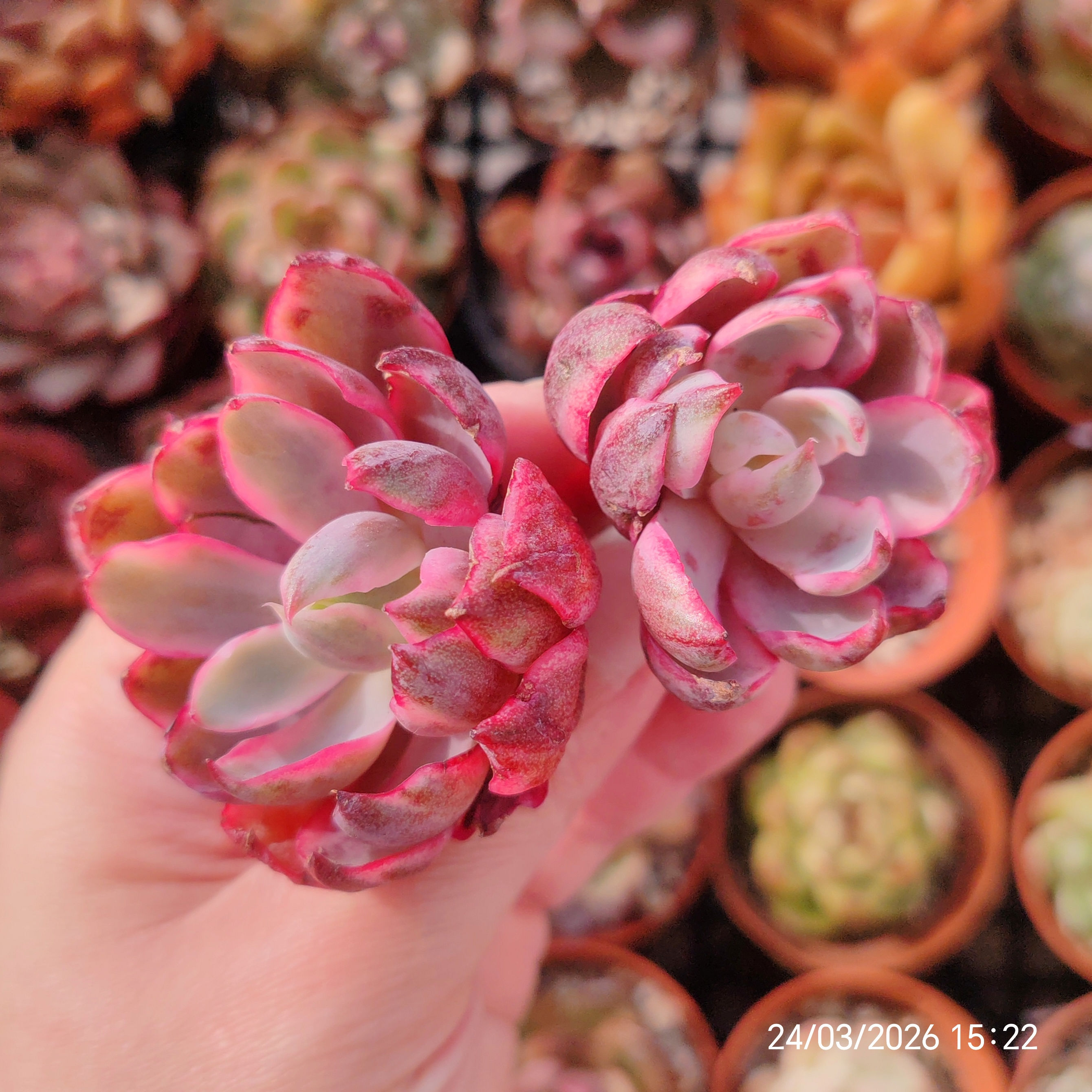 Echeveria 'Hera' Variegata 🇨🇳 VERY RARE