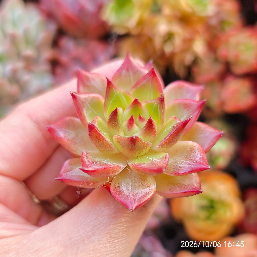 Thumbnail: Echeveria ‘Ardea’ 🇰🇷 EXCLUSIVE