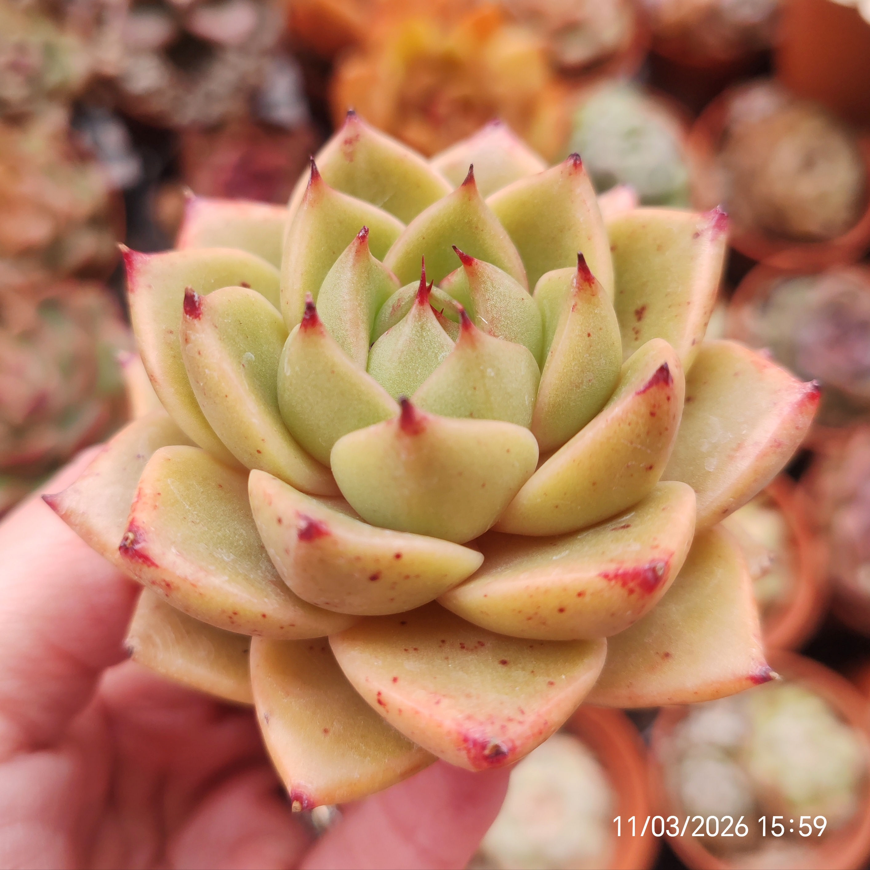 Echeveria 'Dixie' 🇰🇷 VERY RARE