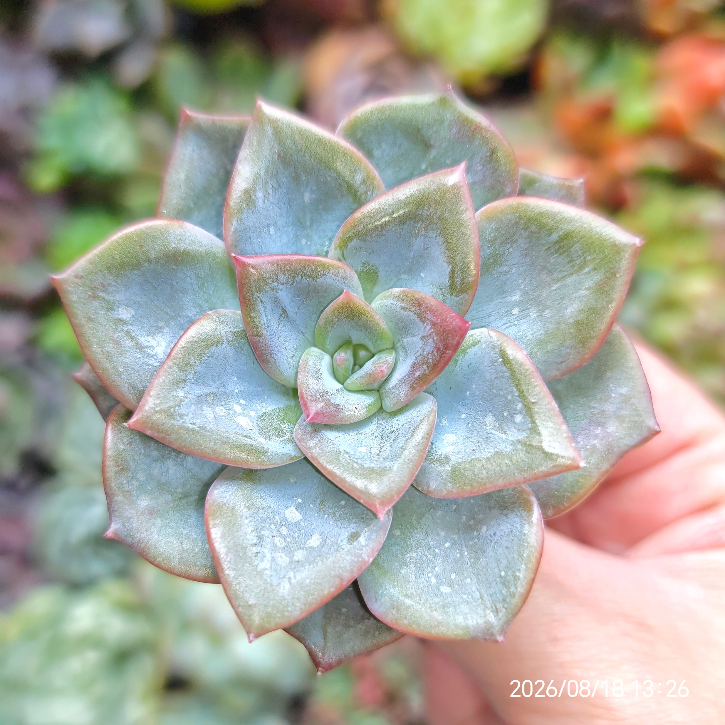 Echeveria ‘Winter Flower’ 🇰🇷 VERY RARE