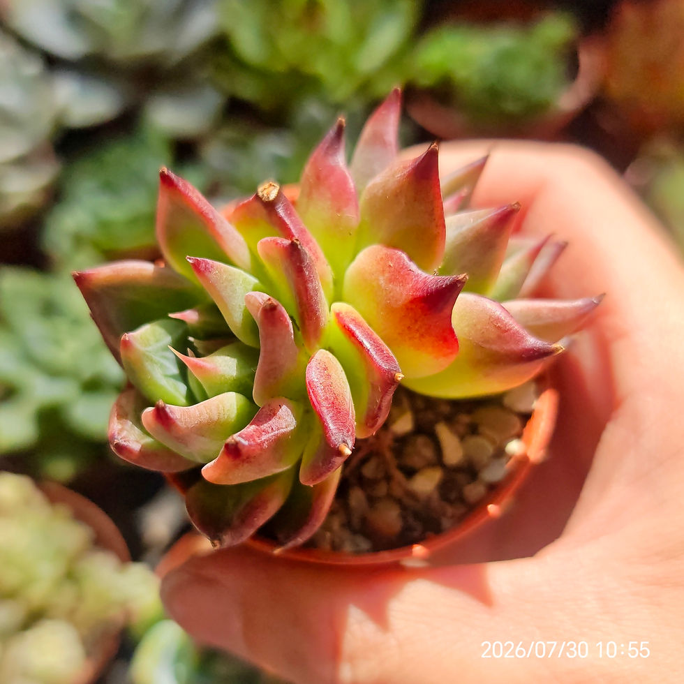 Miniature : Echeveria ‘Red Castle’ 🇰🇷 VERY RARE ♡ NEW