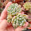 Miniatura: Echeveria ‘Snow Line 🇰🇷 (E.’Sarahime’ x (tolimanensis x SSP) VERY RARE ♡ NEW