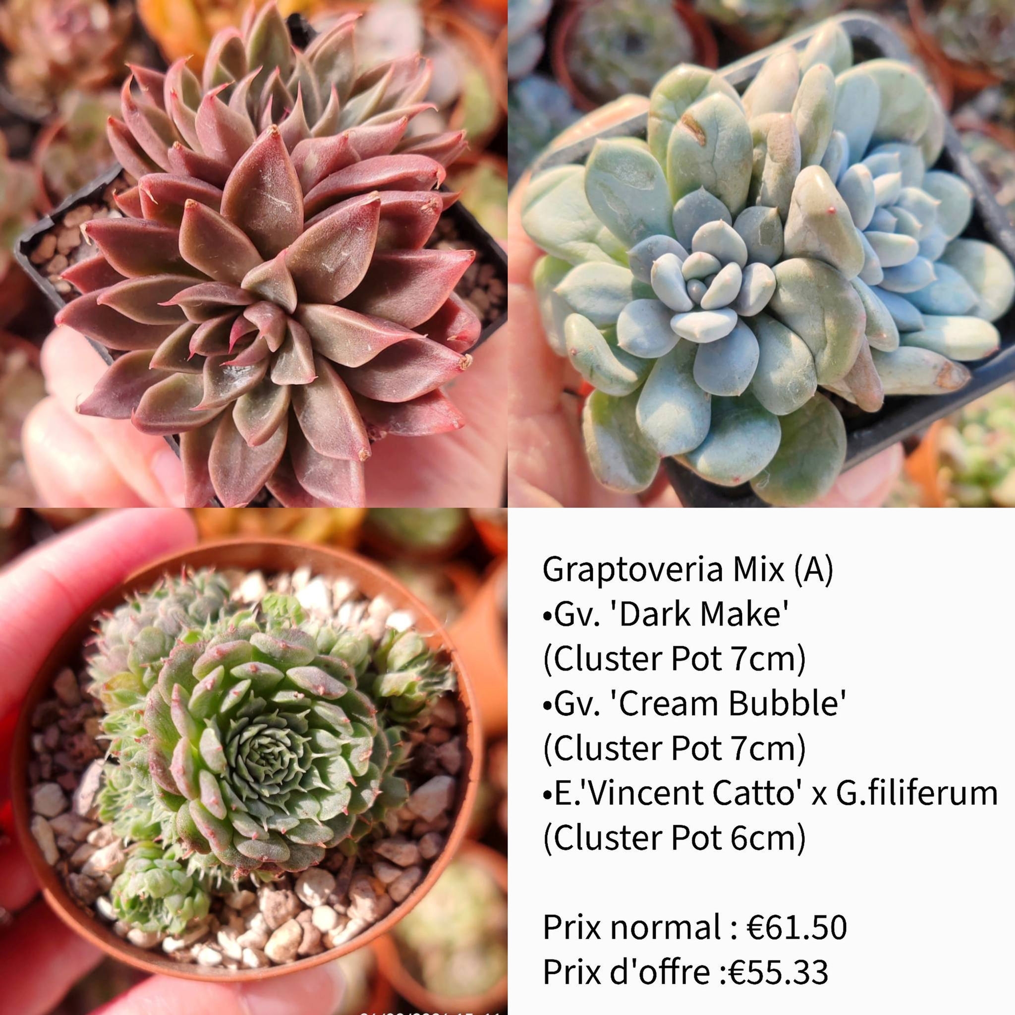Bundle Special - Graptoveria Mix (A)