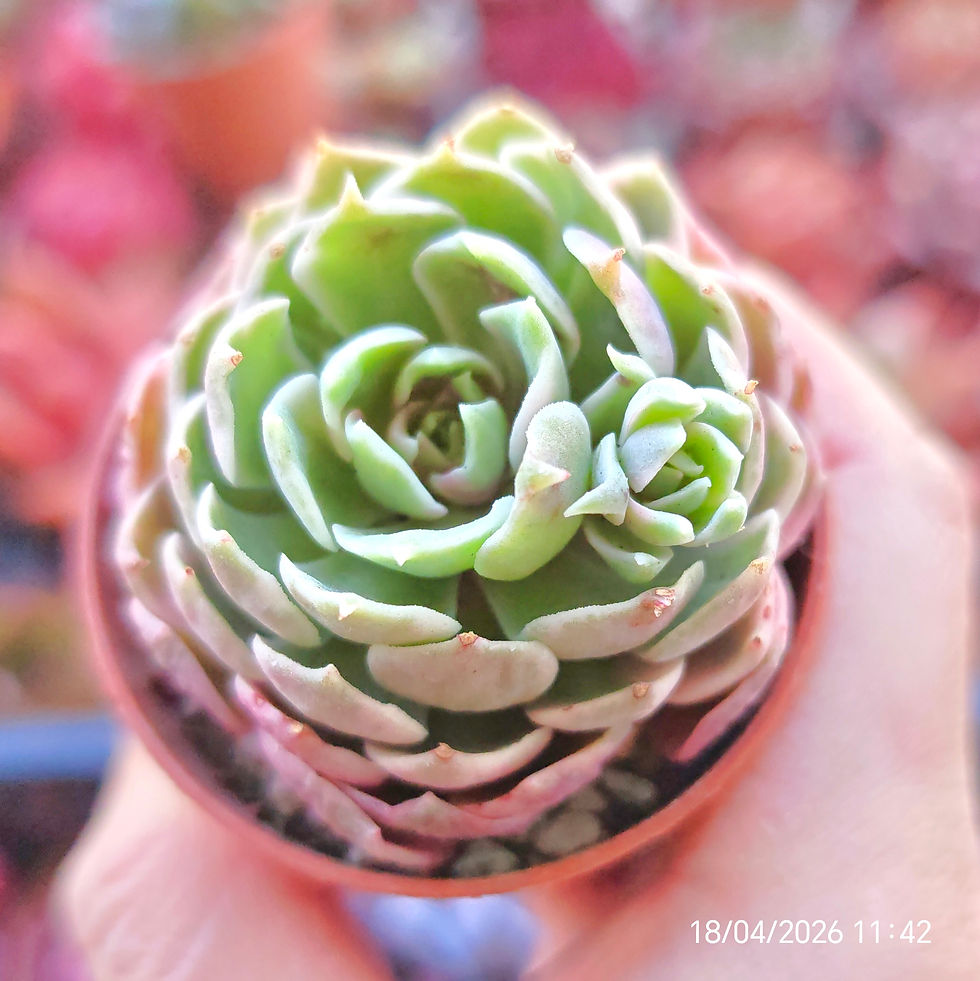 Miniature : Echeveria 'Desert Rose' Variegata 🇨🇳 VERY RARE