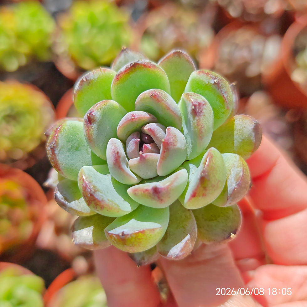 Thumbnail: Echeveria 'Gemstone' 🇰🇷 VERY RARE