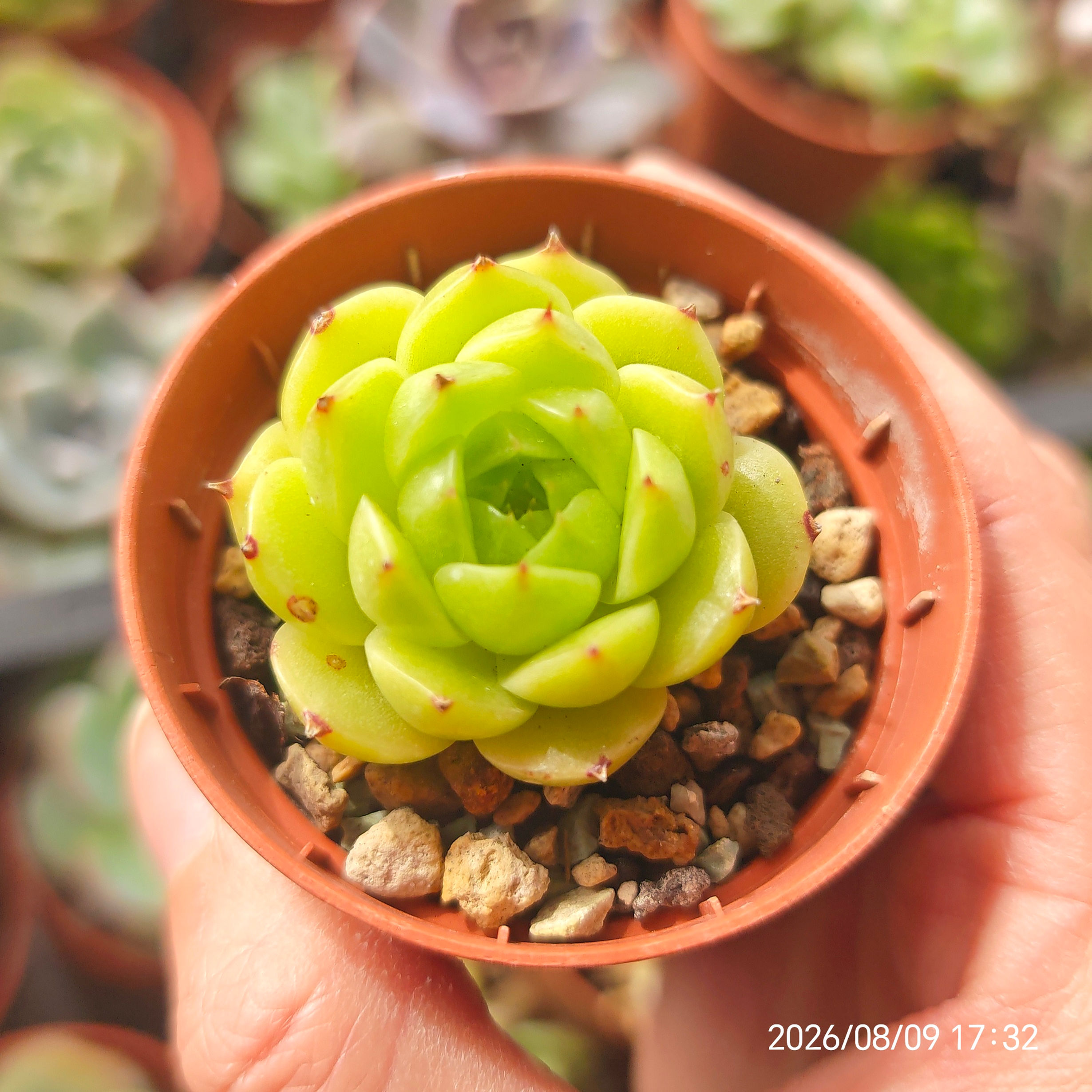 Copy of Echeveria ‘Akame Jenny’ 🇨🇳 VERY RARE ♡ NEW