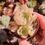 Thumbnail: Echeveria ‘Juliet’  🇰🇷 VERY RARE