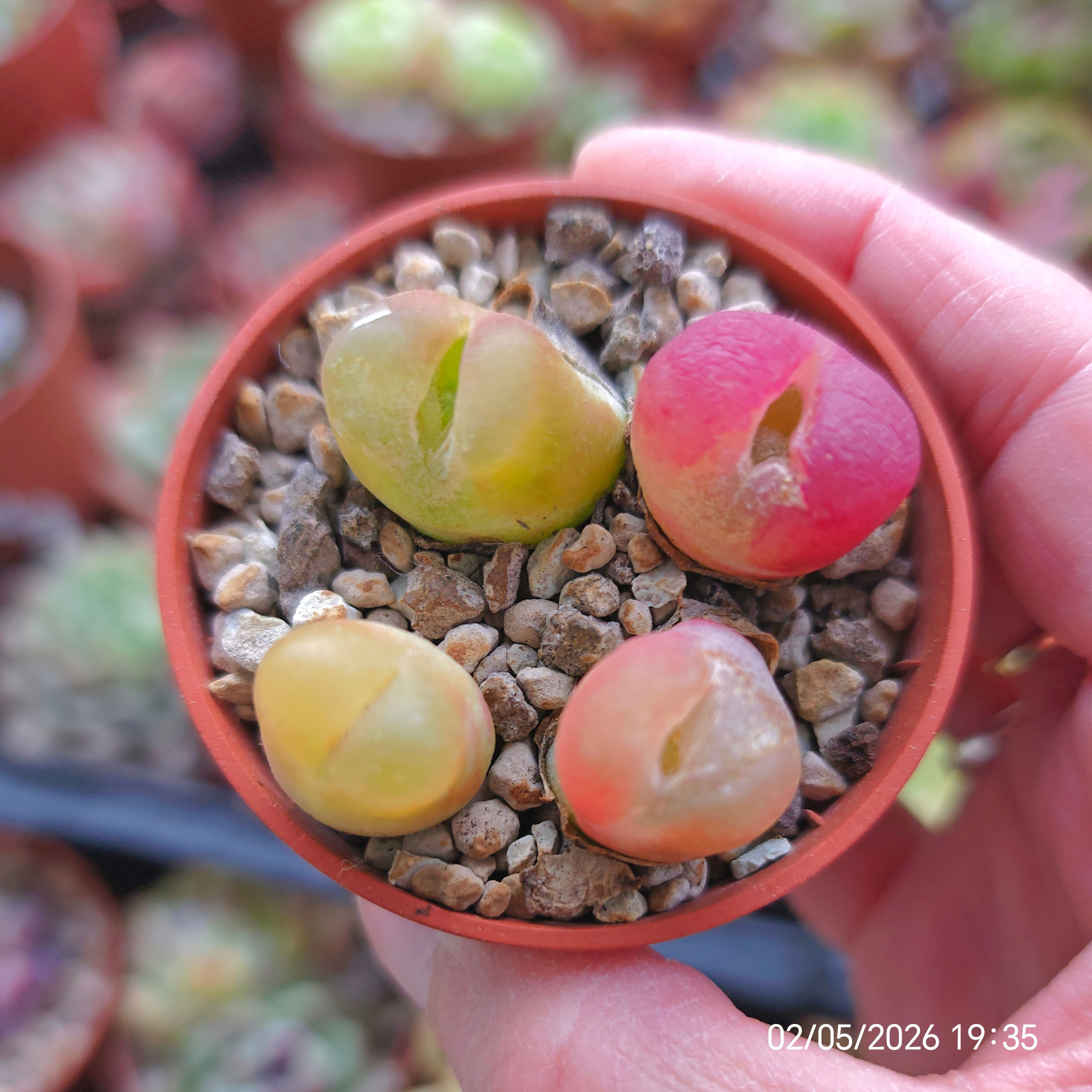 Conophytum maughanii 🇨🇳 VERY RARE