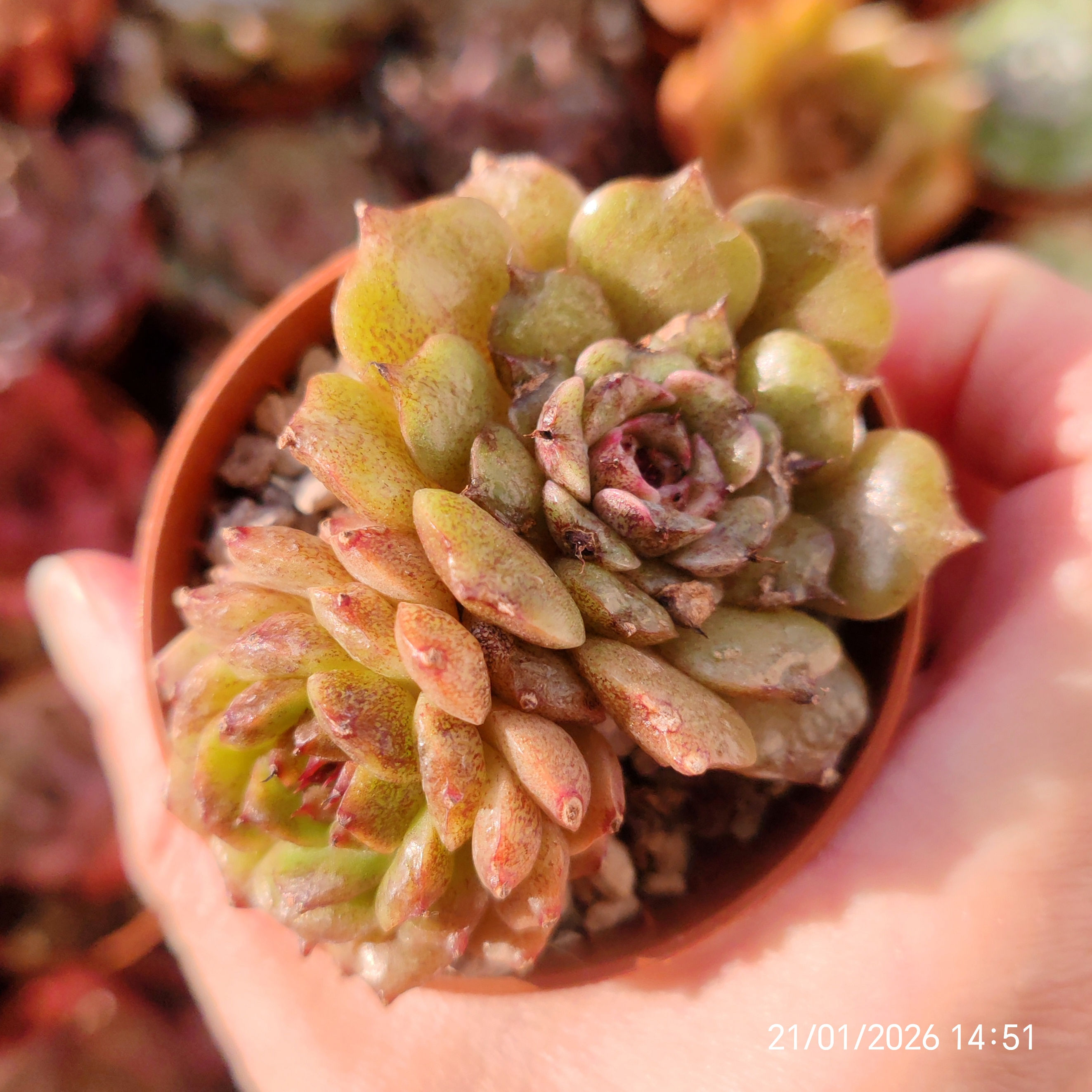 Echeveria 'Dreamweaver' (E. 'Amethyst x ssp) 🇨🇳 EXCLUSIVE