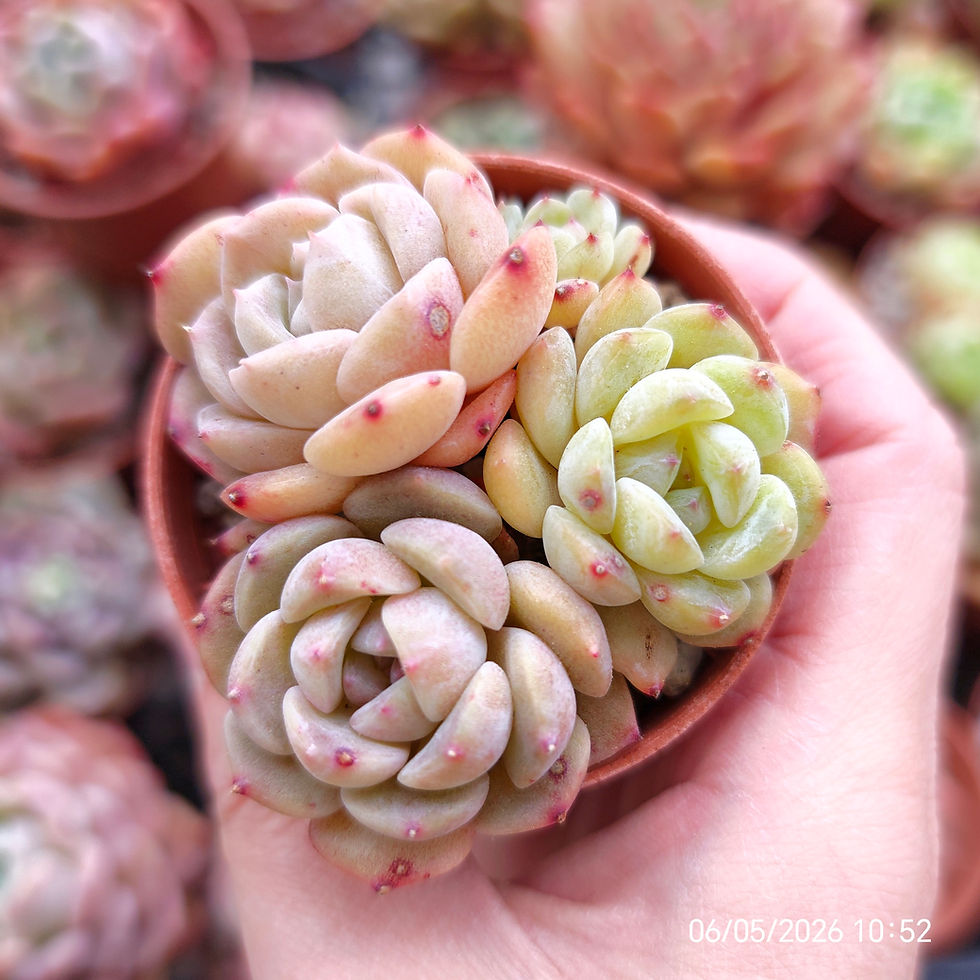Miniatura: Echeveria SSP (Jelly heart)  Set 2 🇨🇳 RARE