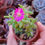 Miniatura: Trichodiadema Intonsum 玉米枝干番杏  🇨🇳 VERY RARE