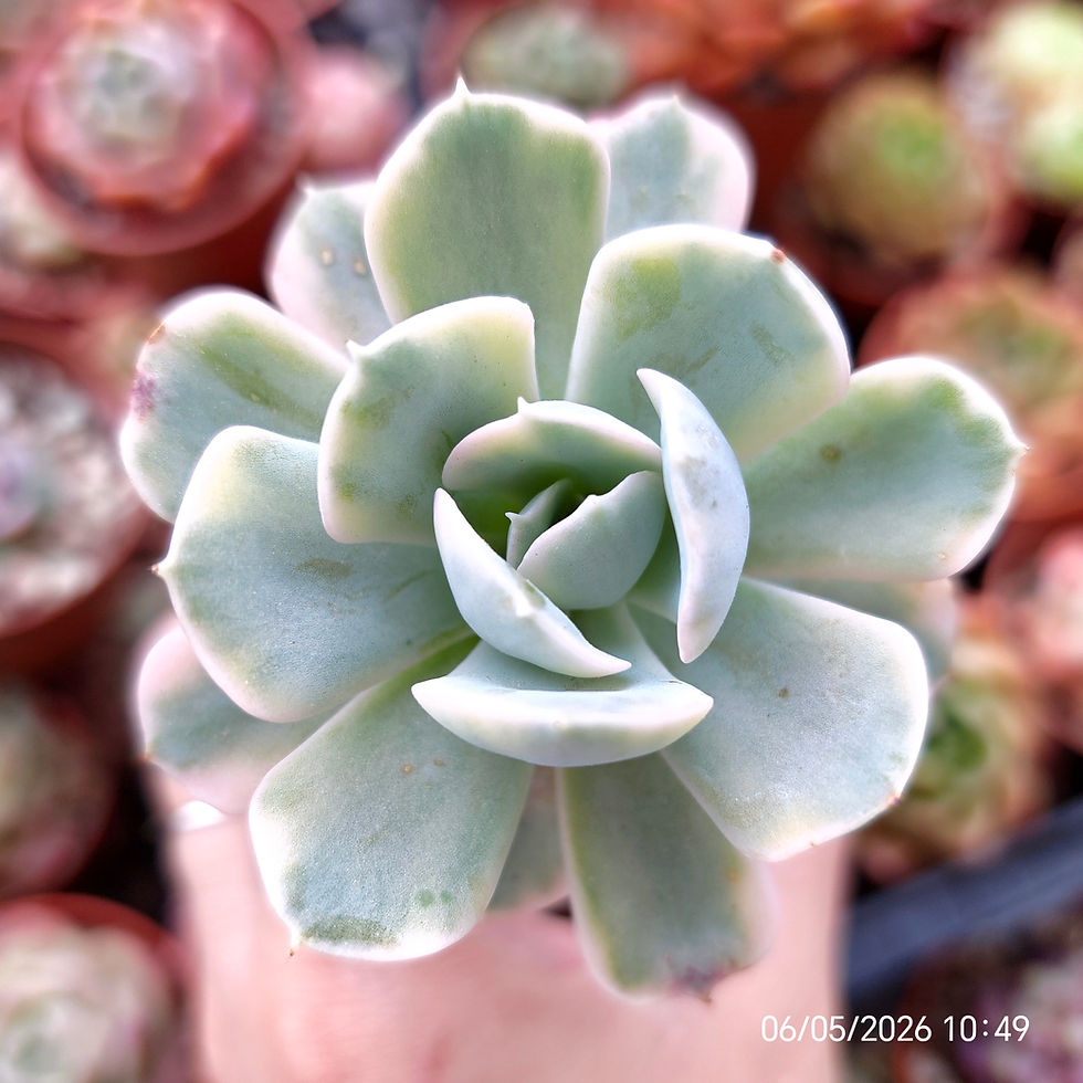 Miniaturbild: Echeveria ‘Anna Rosa’ 🇰🇷 VERY RARE ♡ NEW