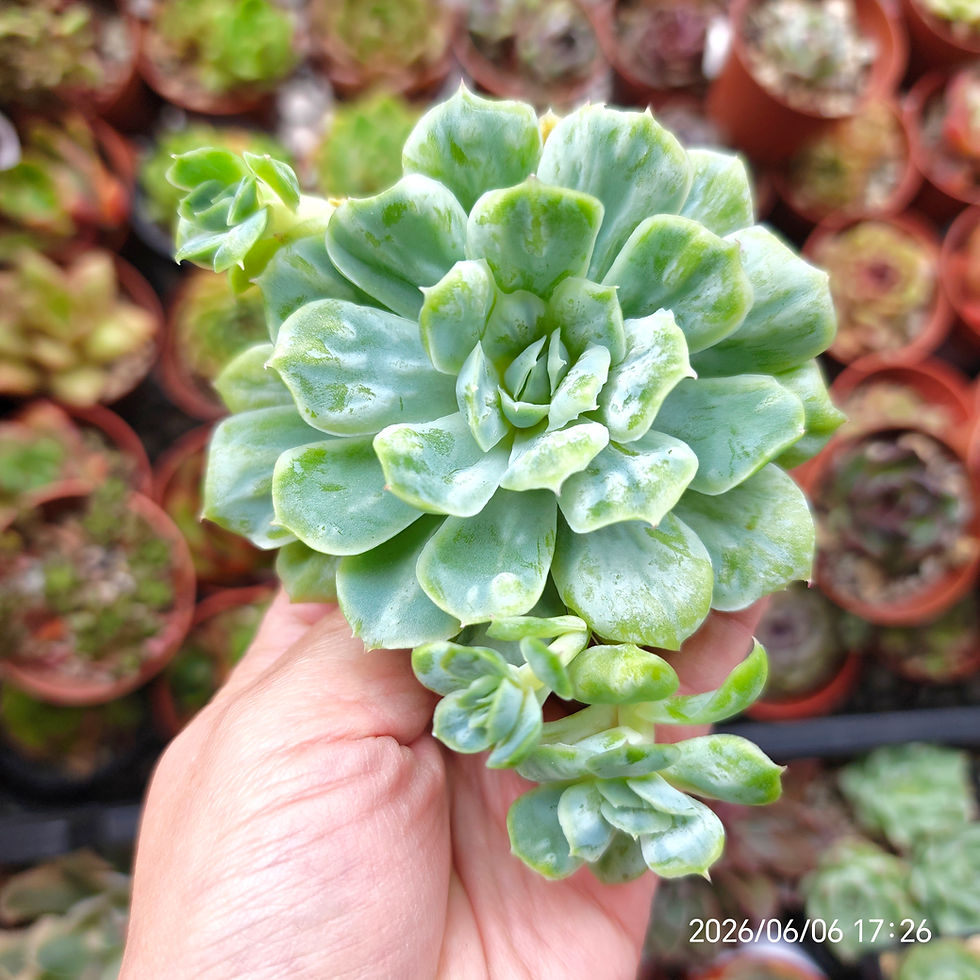Miniatura: Echeveria ‘Bubble Rose’ (Monstrousa)🇰🇷 VERY RARE