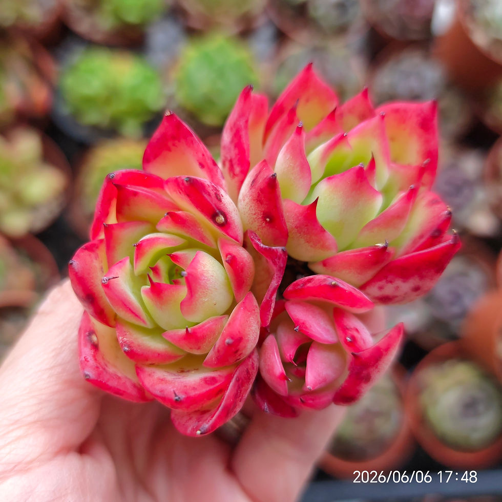 Miniatura: Echeveria ‘Amore’ 🇰🇷 VERY RARE