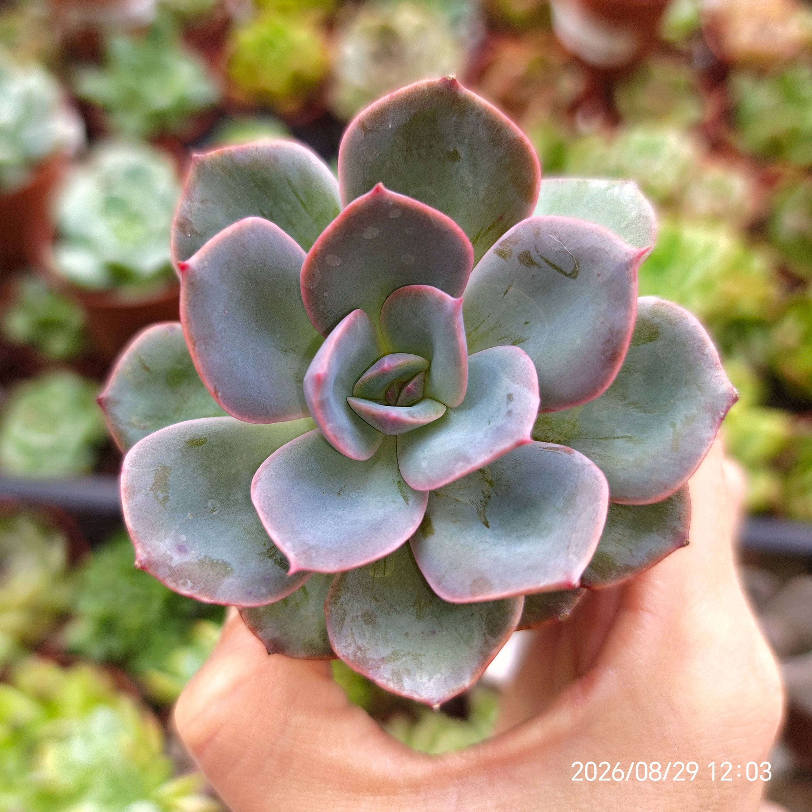 Echeveria ‘Twinkle’ 🇰🇷 VERY RARE ♡ NEW