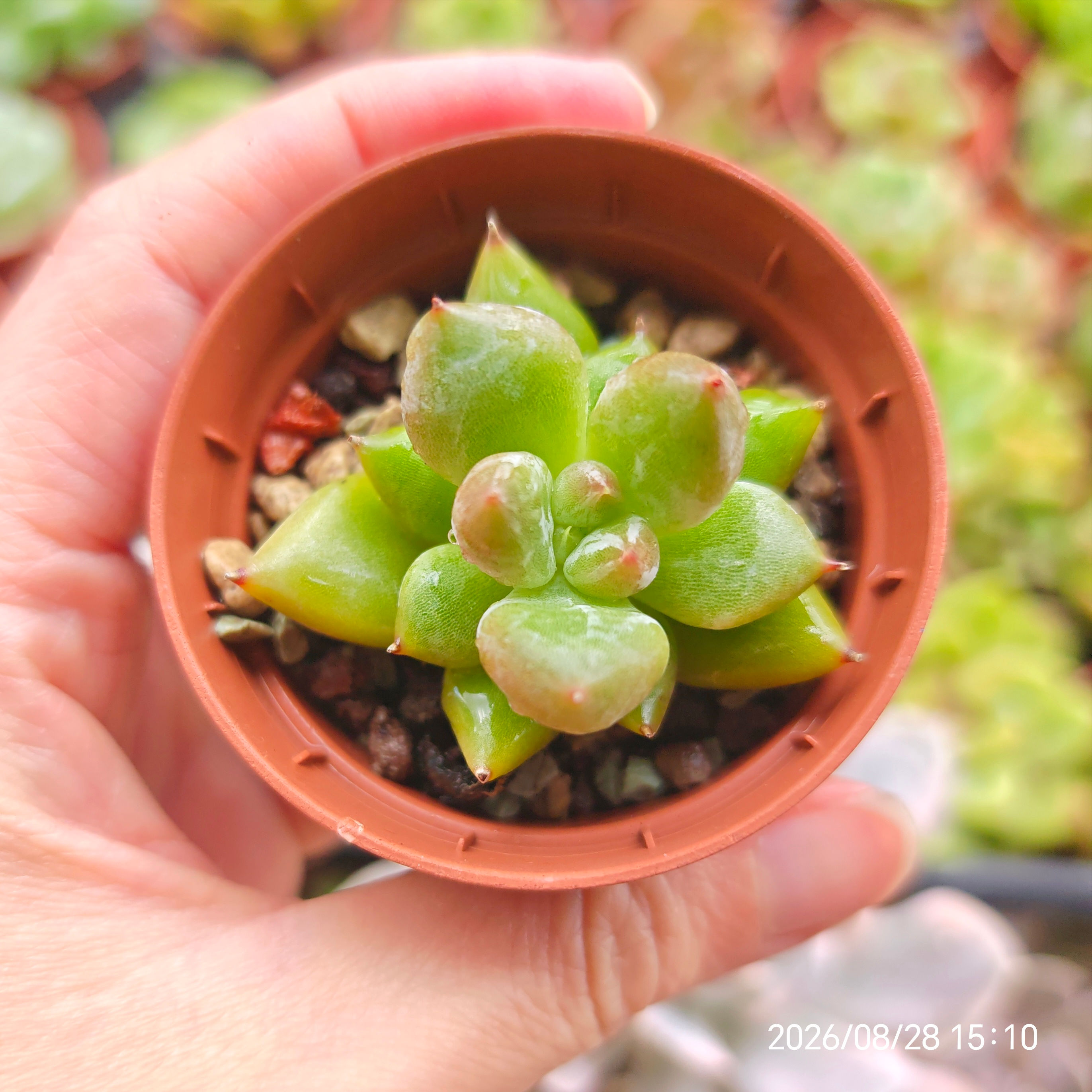 Echeveria 'Ayden' (tolimanensis hyb) 🇨🇳 EXCLUSIVE