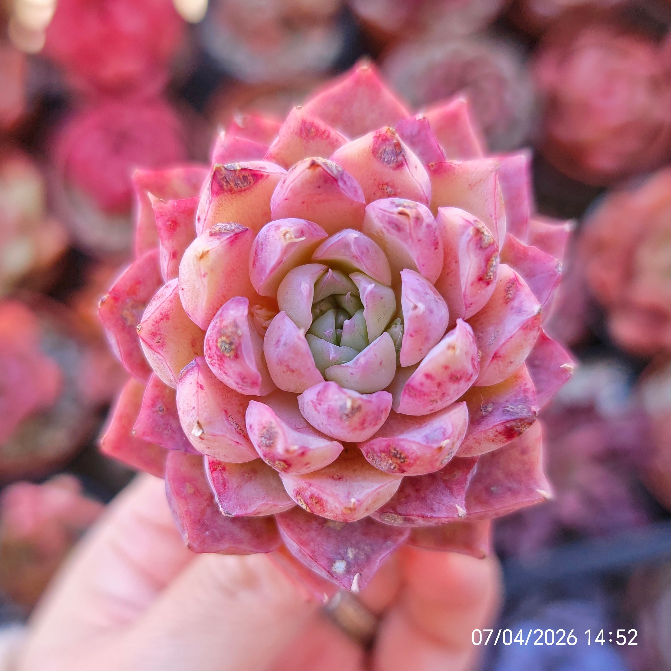 Echeveria ‘Spicy Lala’ 🇰🇷 VERY RARE