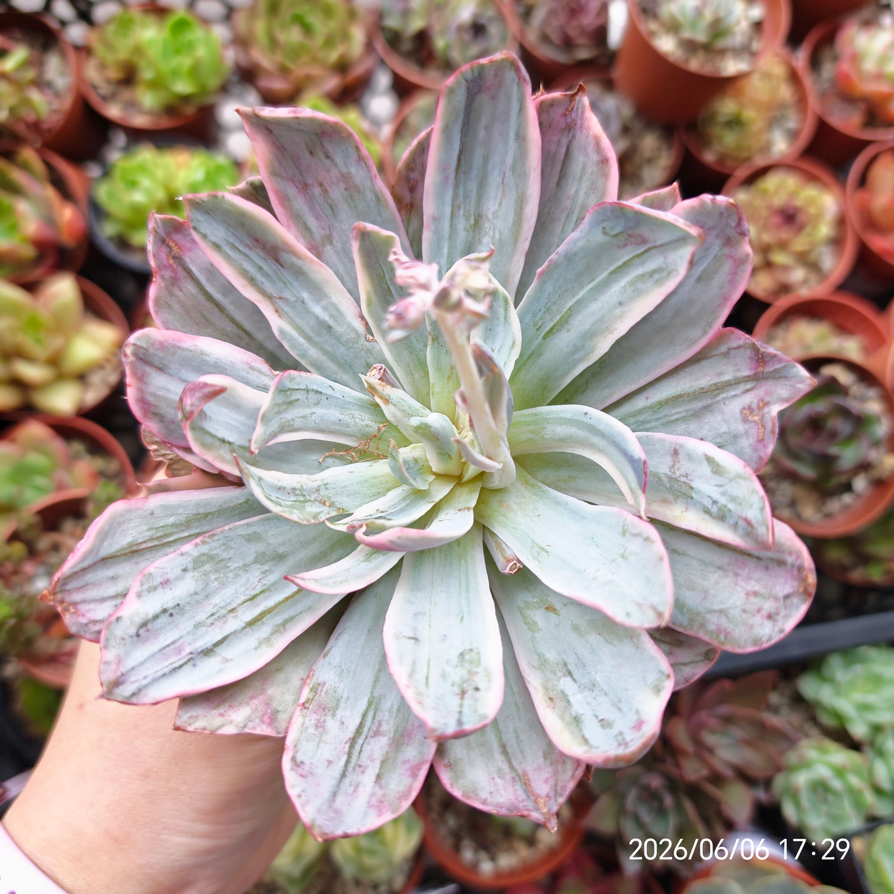 Echeveria ‘Hera’ Monstrousa (MATURE) 🇰🇷 VERY RARE