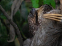 A alma, a memória e o silêncio dos animais