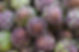 Artichoke