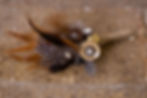 feather and button boutoniere