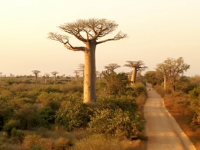 BAOBAB – der Überlebenskünstler