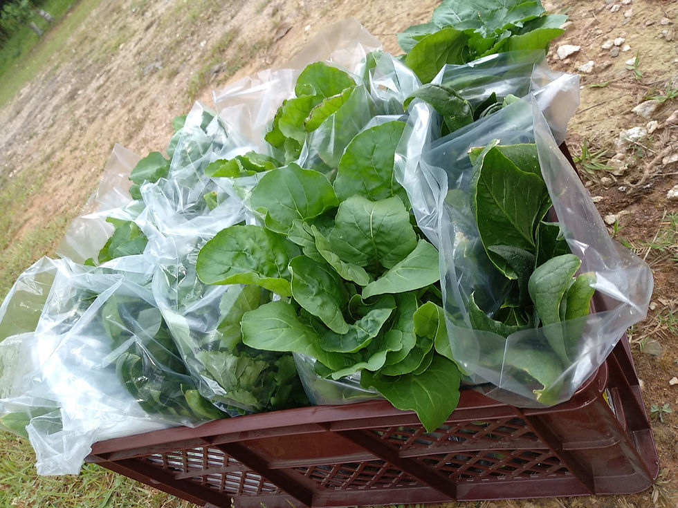 Salaternte