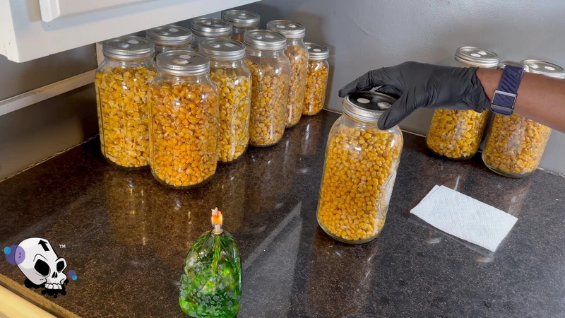 Colonized mushroom grain spawn jar