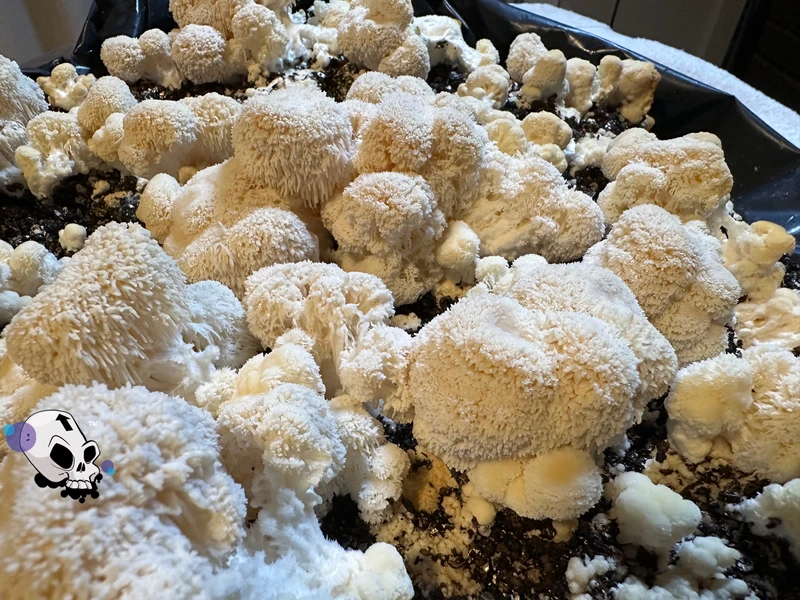 Lion's Mane fruiting off of cased bulk substrate