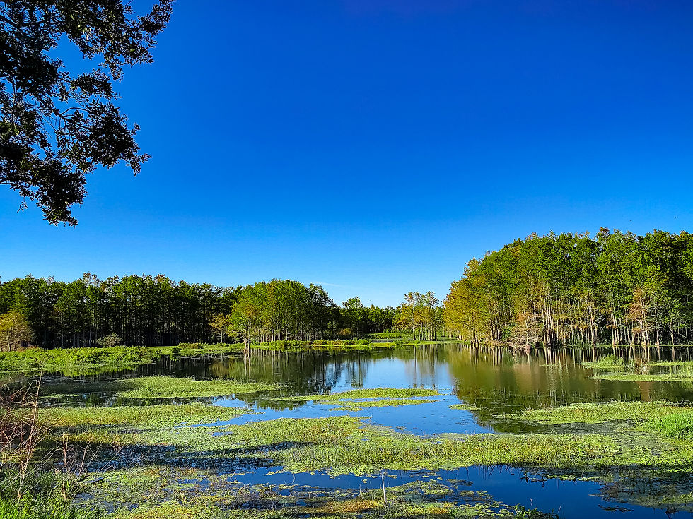 bigstock-Swamp-In-Georgia-218792020.jpg