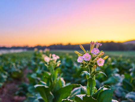 Lush green tobacco plants with delicate pink flowers bloom in a rural field under a vibrant sunrise sky. The scene evokes tranquility and the beauty of nature. Soft golden light bathes the plants, highlighting the textures of the leaves and blossoms. This peaceful, natural photo is perfect for projects centered on agriculture, travel, connection, freedom, and outdoor moments.