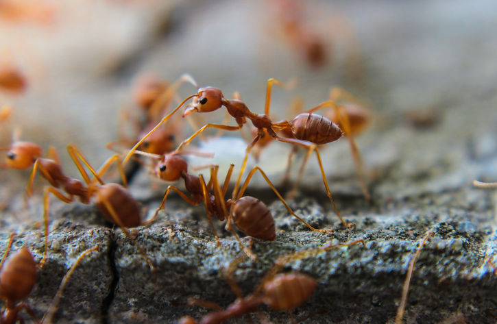 Red imported fire ant,Action of fire ant.jpg