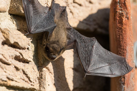 Bat basks on the house wall during the day.jpg