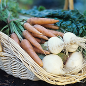 Vegetable Basket