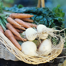 Vegetable Basket