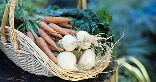 Vegetable Basket