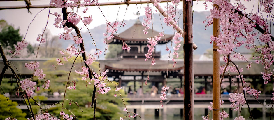 Kirschblüte in Kyoto - Die schönsten Plätze