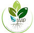 IAAP.jpg